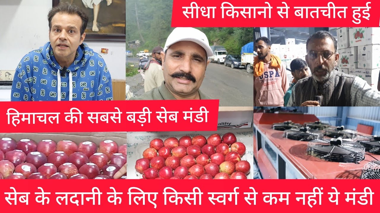 हिमाचल मे सेब की सबसे बड़ी मंडी रेट के चक्कर मे किसानो ने ज्यादा माल तोड़ दिया himachal applemarket