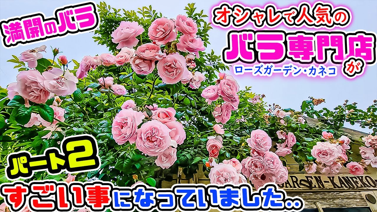 【パート2🌹バラ満開♪】オシャレで大人気の「バラ専門店」がすごい事になっていました..パート2【ローズガーデン・カネコさん】