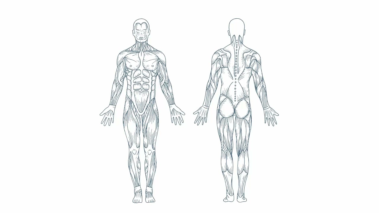 Body Composition Explained: What is (BIA) Bioimpedance Analysis & how it helps measure your health.
