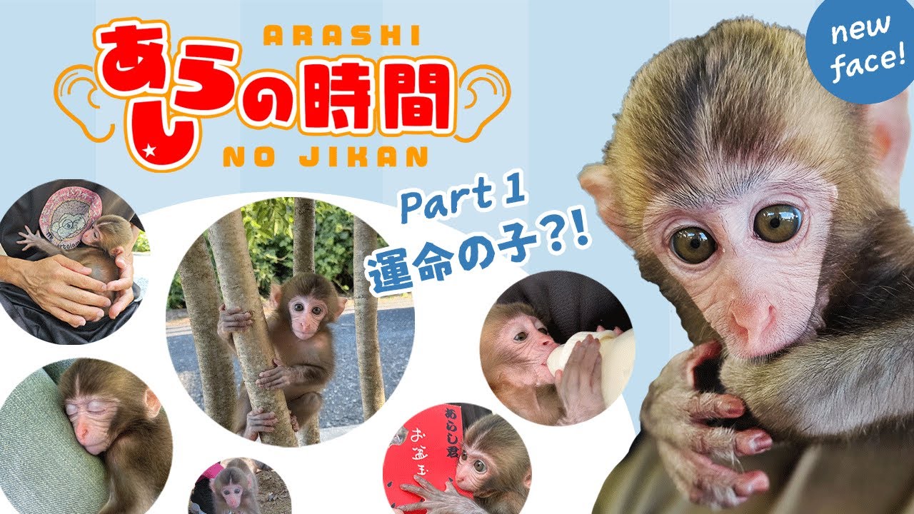 あらしの時間　パート１　救われた命　運命の子！？僕はあらし