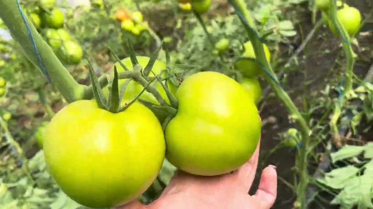 Другий оберт з червоним томатом Бодарін🙂