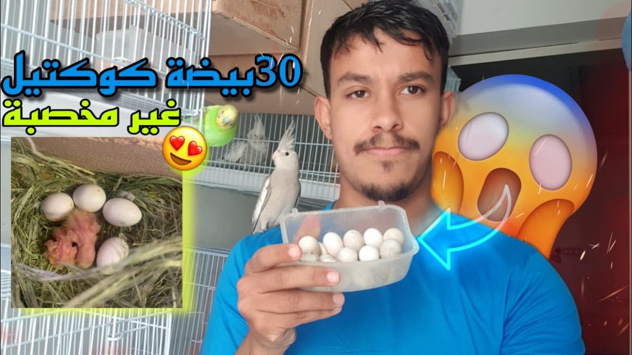 كيف أستفيد من البيض الغير مخصب 🤔 أسباب وضع البيض الفارغ عند طيور الكوكتيل 😱(الحصيلة 30 بيضة😱).