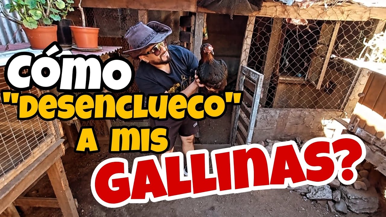 Así les quito la fiebre a mis gallinas 👋🤠🇨🇱 ❤️🐔❤️