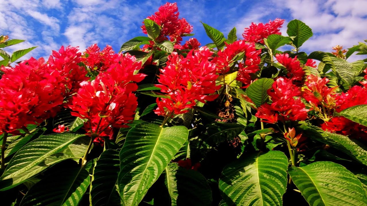 🔴 Como Fazer CERCA VIVA De JUSTICIA VERMELHA🌱🌺 CERCA VIVA DE CRESCIMENTO RÁPIDO SEM GASTAR NADA!
