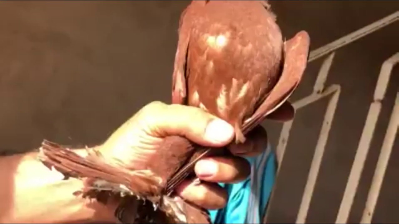 طيور حمر حلوات الات سيرنكات مكعكلات لون ونقش درجة اولى