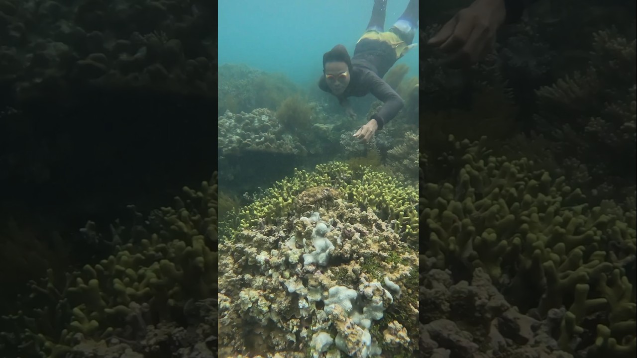Catching Slipper Lobster! 😱