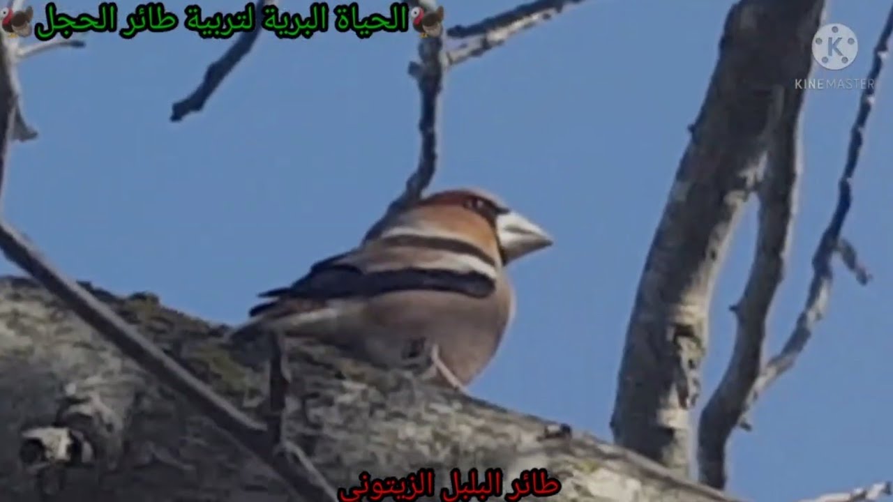 طائر بلبل الزيتوني في البرية اول مرة اشوفه
