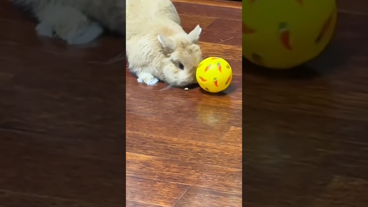 Rabbit Toy Ball