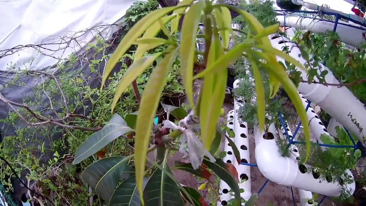 APRENDE A INJERTAR TUS  PLANTAS DE MANGOS