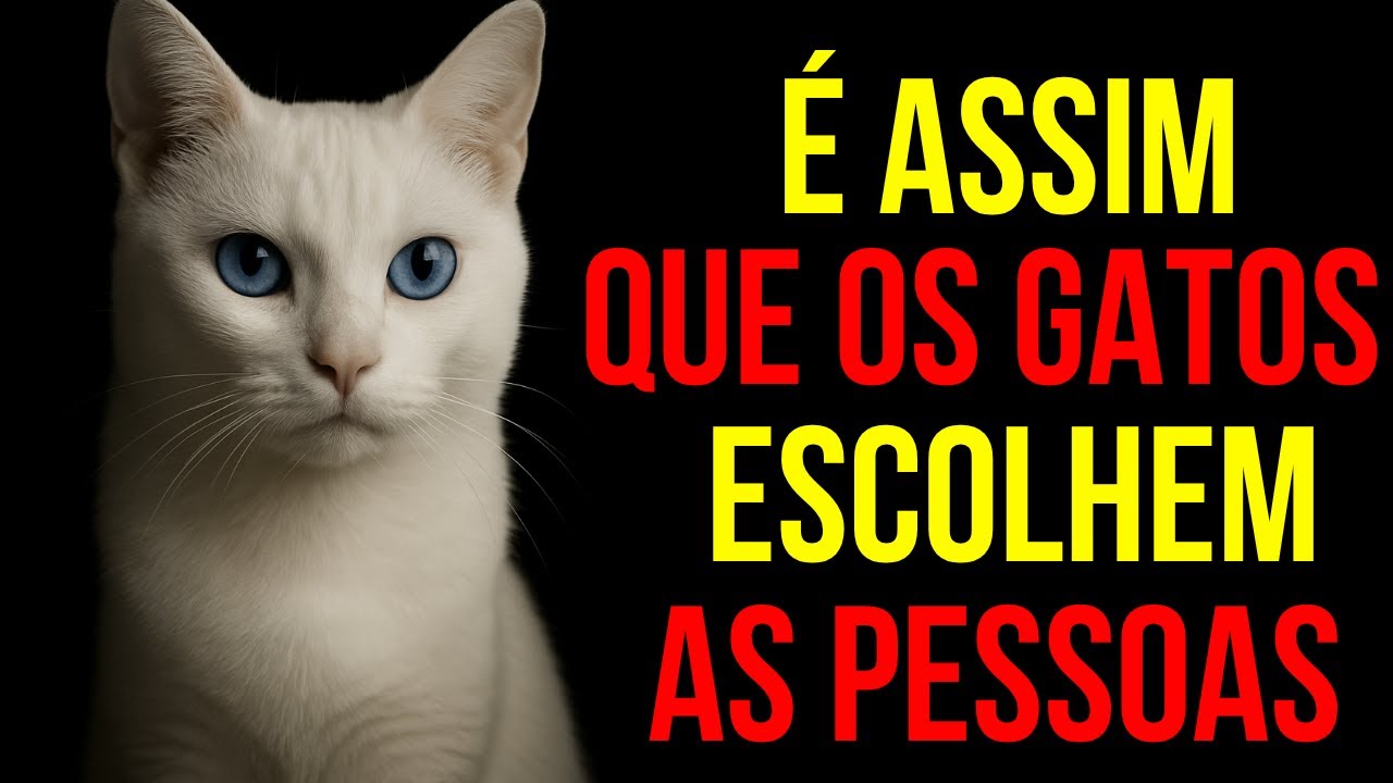 Por que os gatos amam certas pessoas? Esta é a razão.