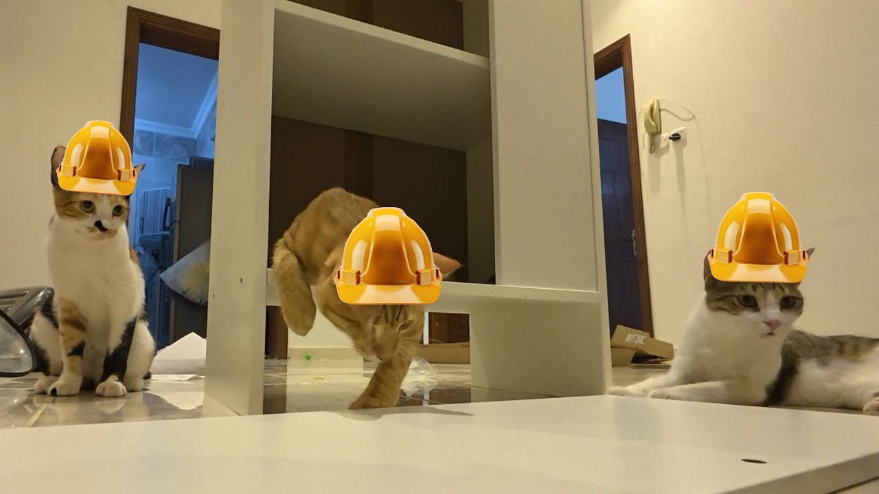 ركبت اثاث بسيط بمساعده قططي 🐱✨