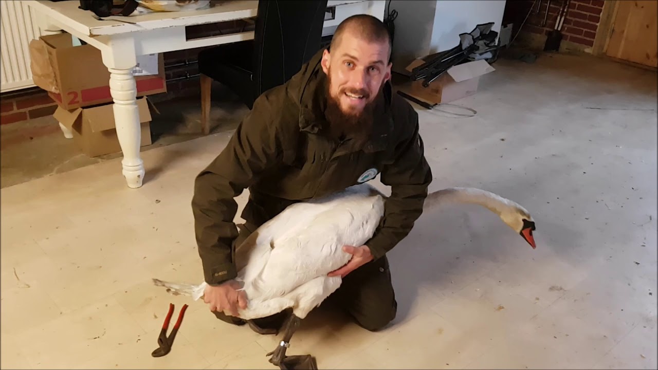 NaturNørd 76. Danmarks Nationalfugl.