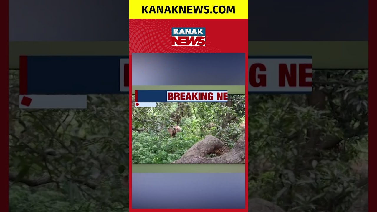Elephant Herd Chases Forest Staff | Dramatic Rescue in Angul, Odisha