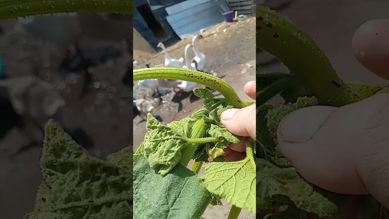 Help! My squash is dying! Its all wilted and the stalk is mushy w/ eggs tha are layed in a pattern!!