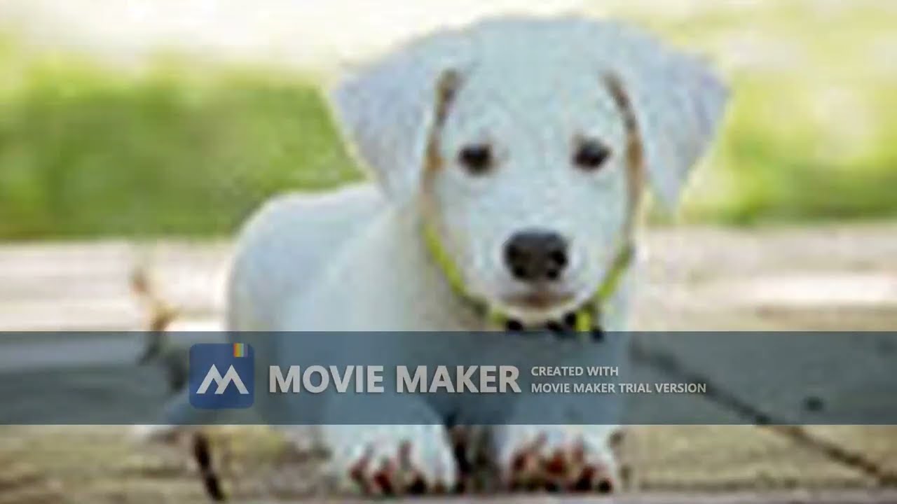 Mis animales Favoritos