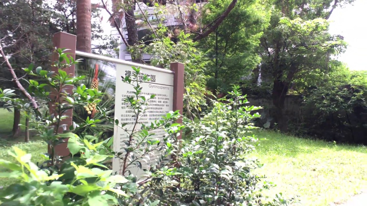 Gymnosperms 台北植物園 裸子植物區 part 1