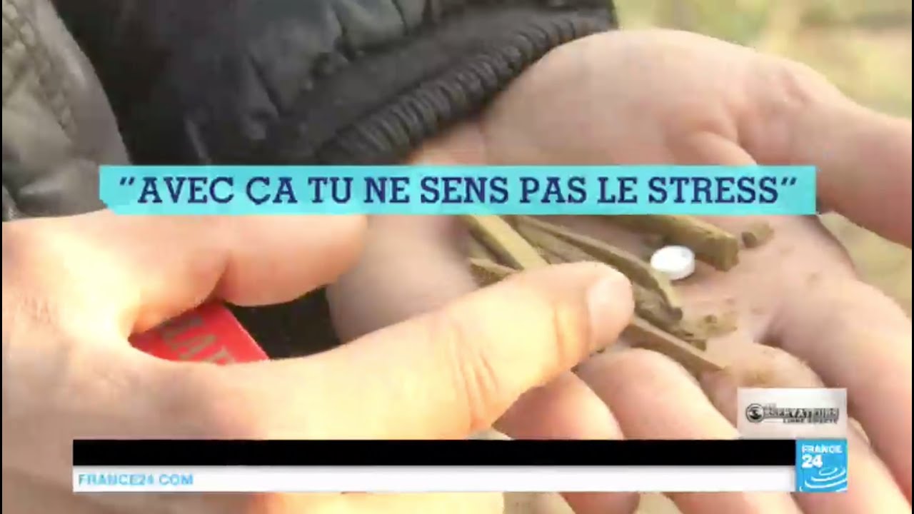 L52, une loi anti-cannabis qui broie la jeunesse tunisienne - TUNISIE