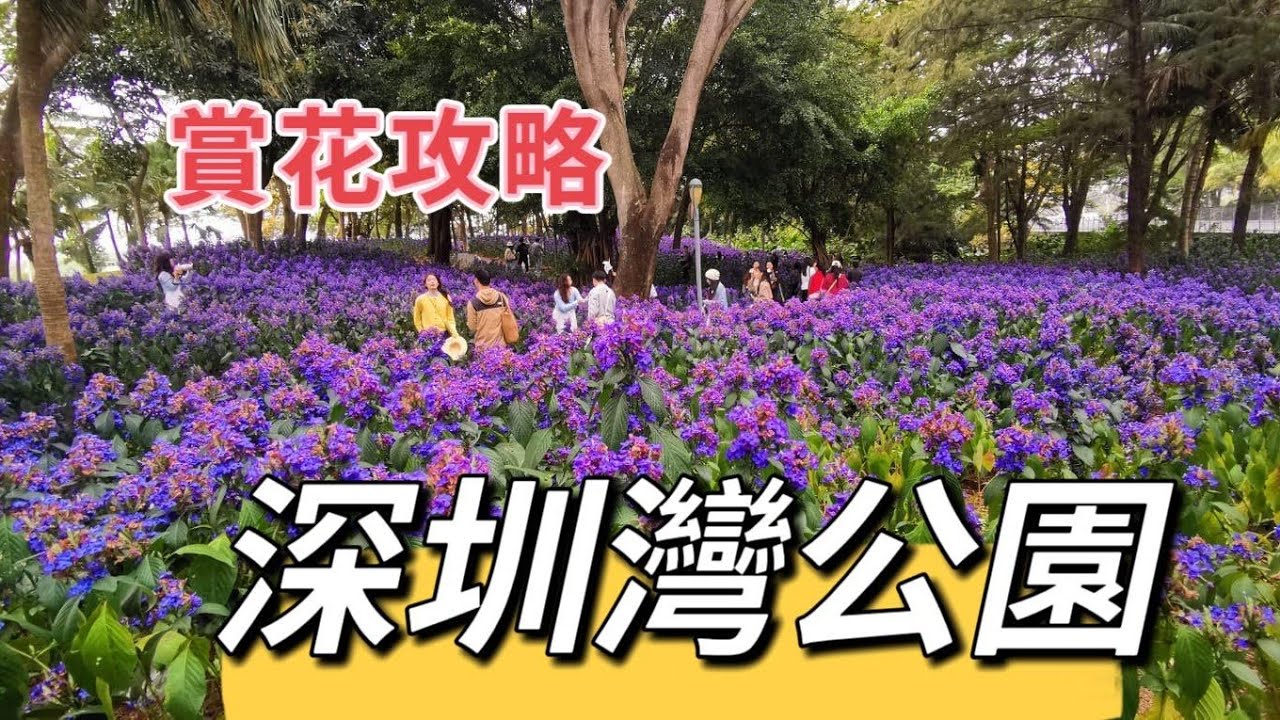 #紫色花海#深圳灣公園#小沙山#喜花草#若蘭慈#后海站#2025#第412集￼
