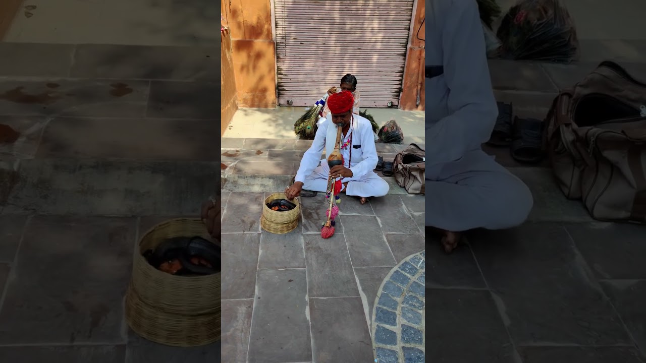 Snake charming (pungi), [the practice of appearing to hypnotize a snake] || JAIPUR || RAJASTHAN 😇