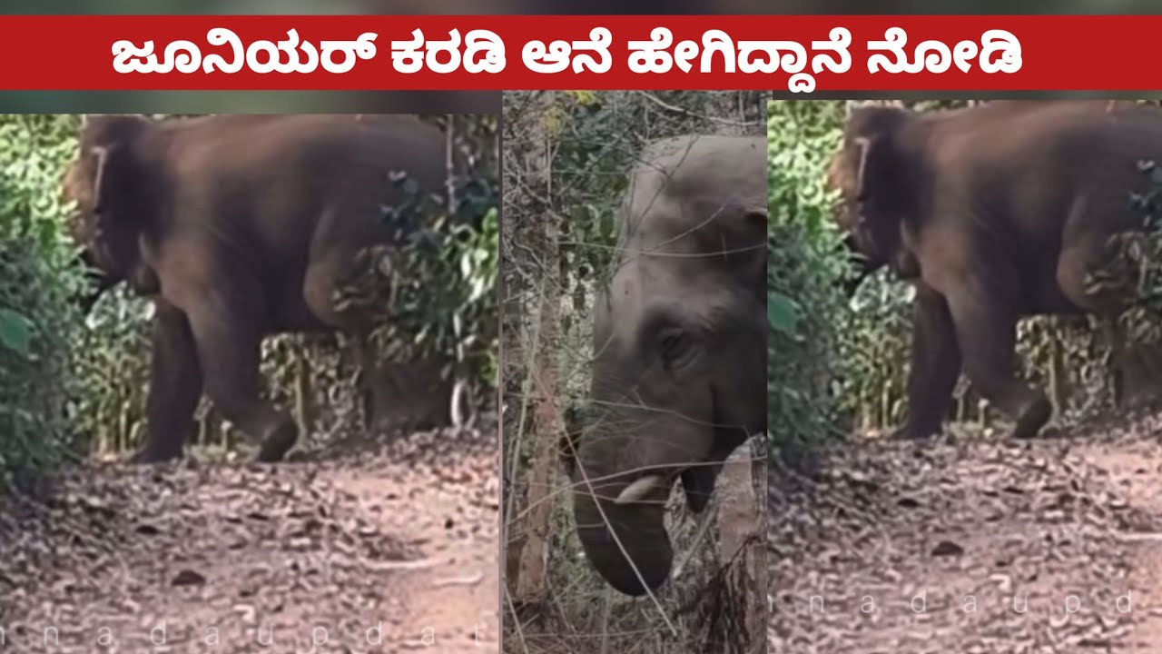 ಜೂನಿಯರ್ ಕರಡಿ ಆನೆ ಹೇಗಿದ್ದಾನೆ ನೋಡಿ ಹಾಗು ಕಾಡಾನೆ ಭೀಮ ಒಂಟಿಯಾಗಿ ಸುತ್ತಾಟ | junior Karadi elephant 