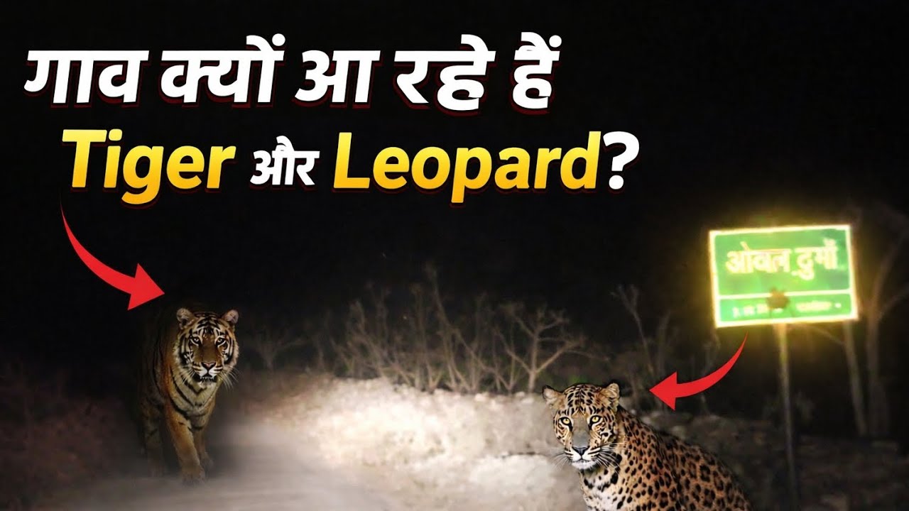 Jim Corbett Night Drive: गांवों की तरफ क्यों आ रहे हैं Tiger और Leopard? | Rudraprayag Leopard Story