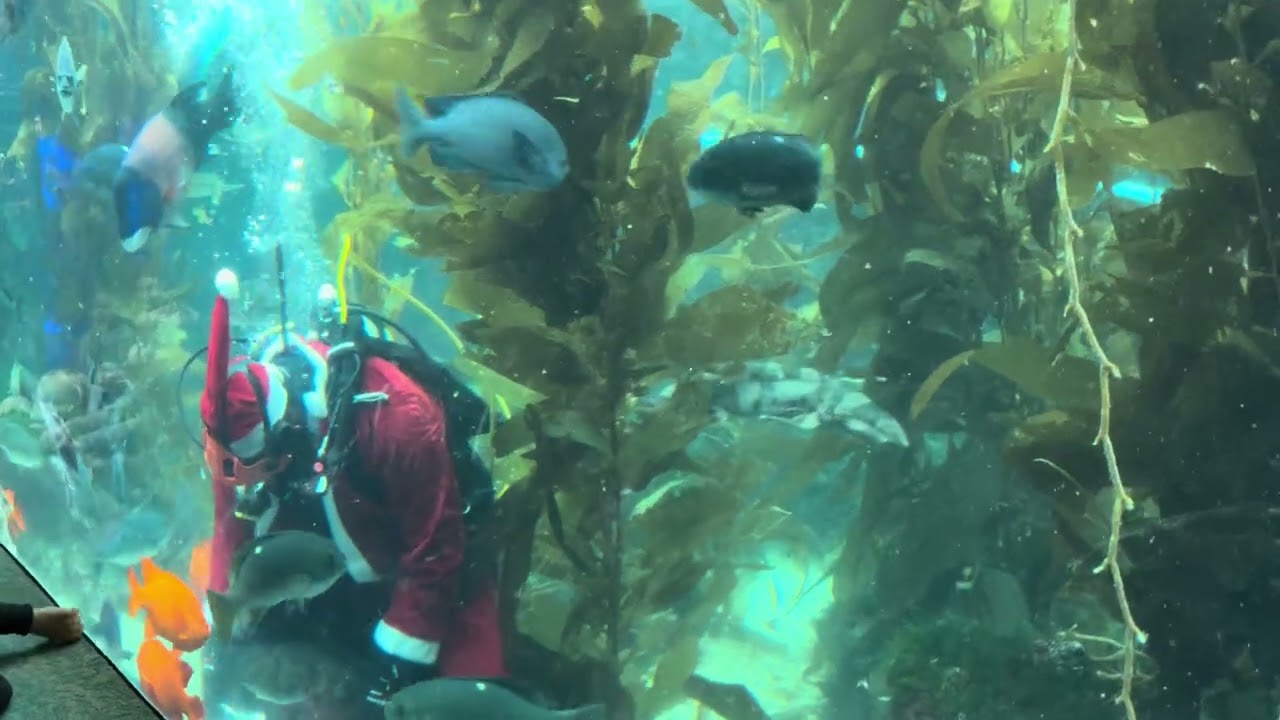 Fishes having a Christmas feast at Birch Aquarium 