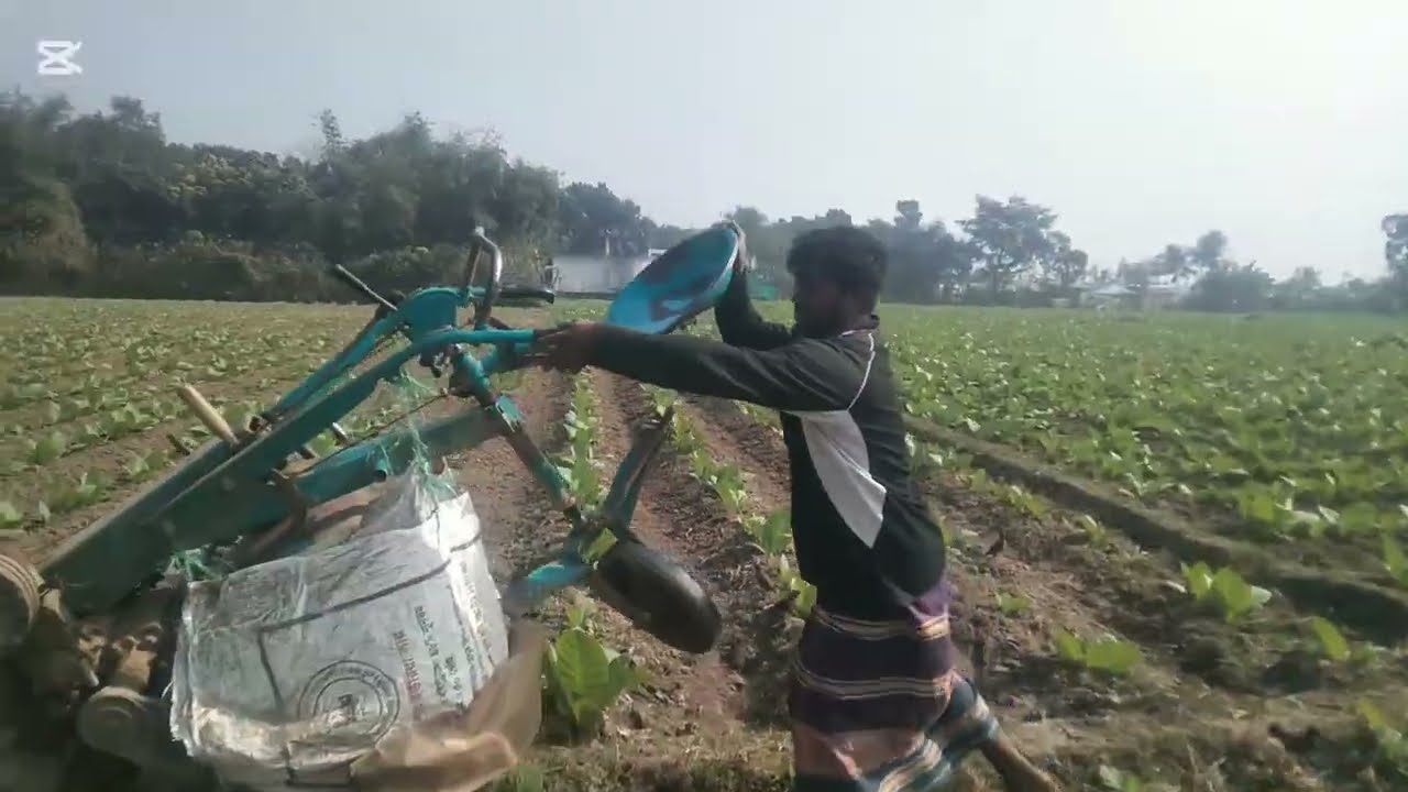 অবাক করা পদ্ধতিতে পাওয়ার টিলার দিয়ে তামাকের জমি চাষ। বাংলাদেশ সাহিন। #farming. 