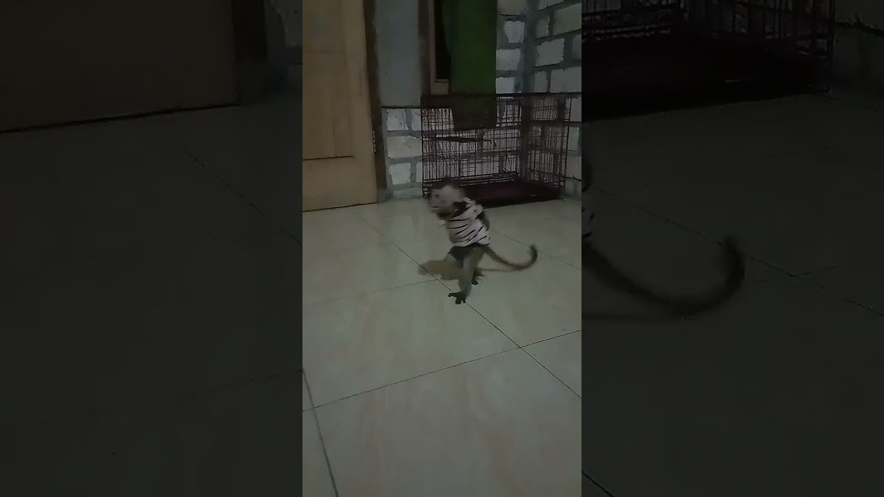 Cara Melatih Monyet Berjalan Berdiri !!!