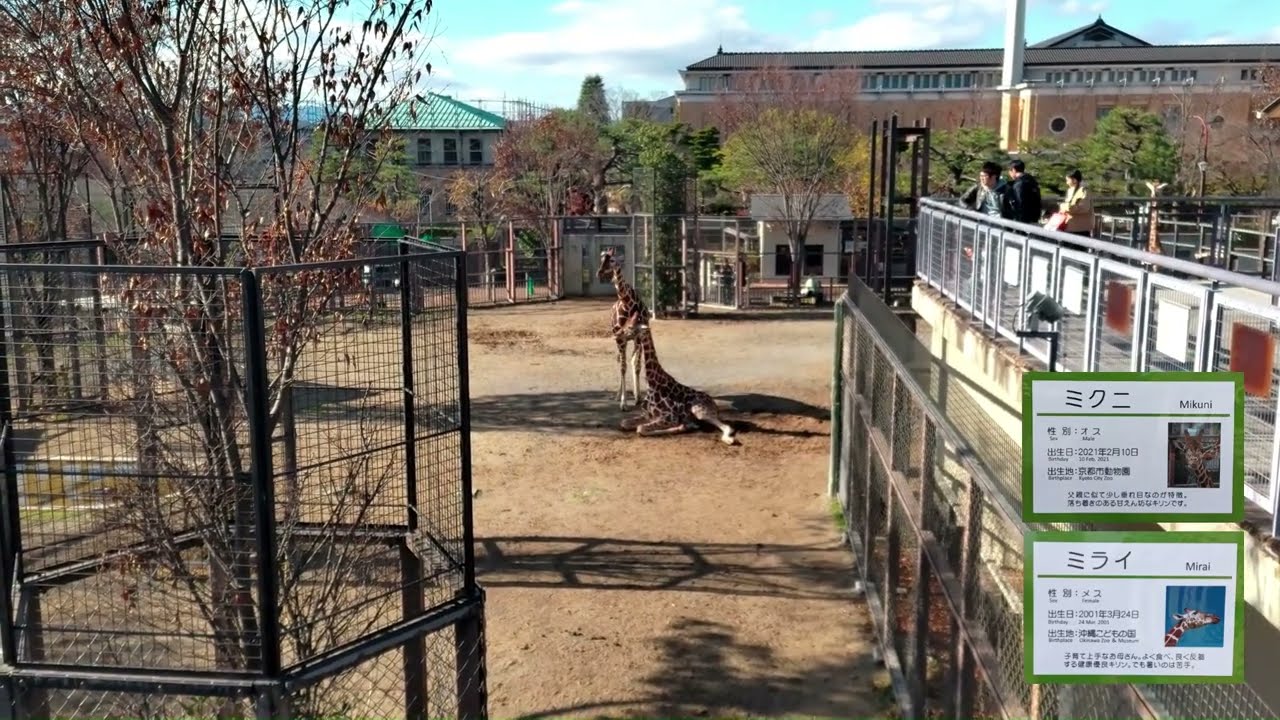 【京都府】京都市動物園　キリン　ミクニに寄り添うミライ←（メイかも）