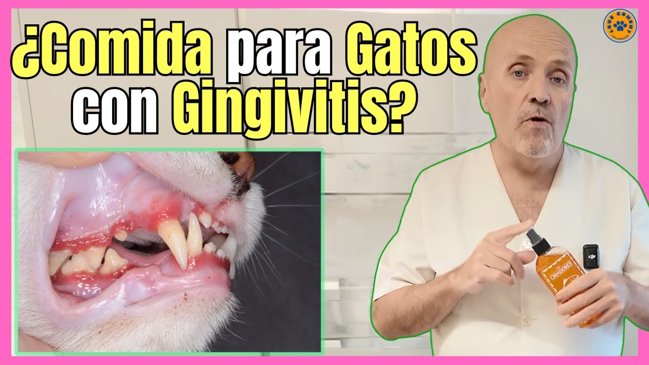 🔴 COMIDA CASERA PARA GATOS CON GINGIVITIS 🔴