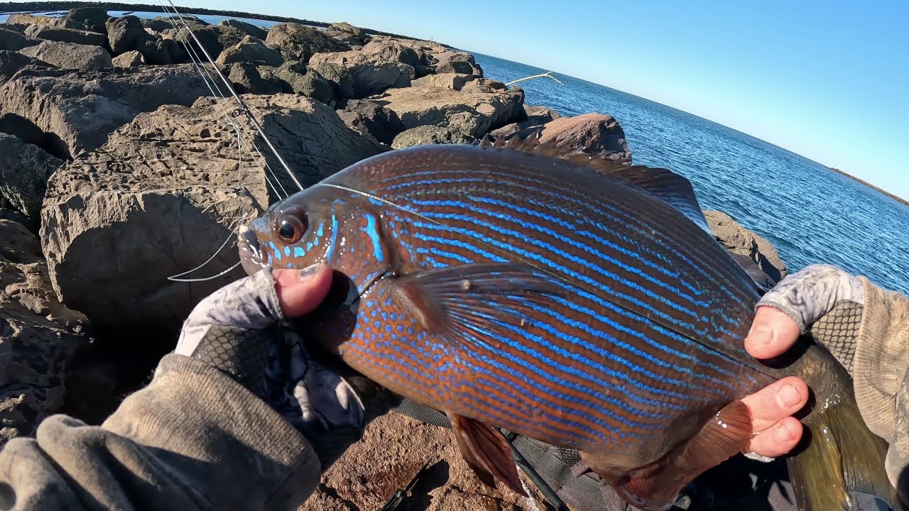 Ловля полосатого морского окуня (самая красивая рыба на пирсе!)