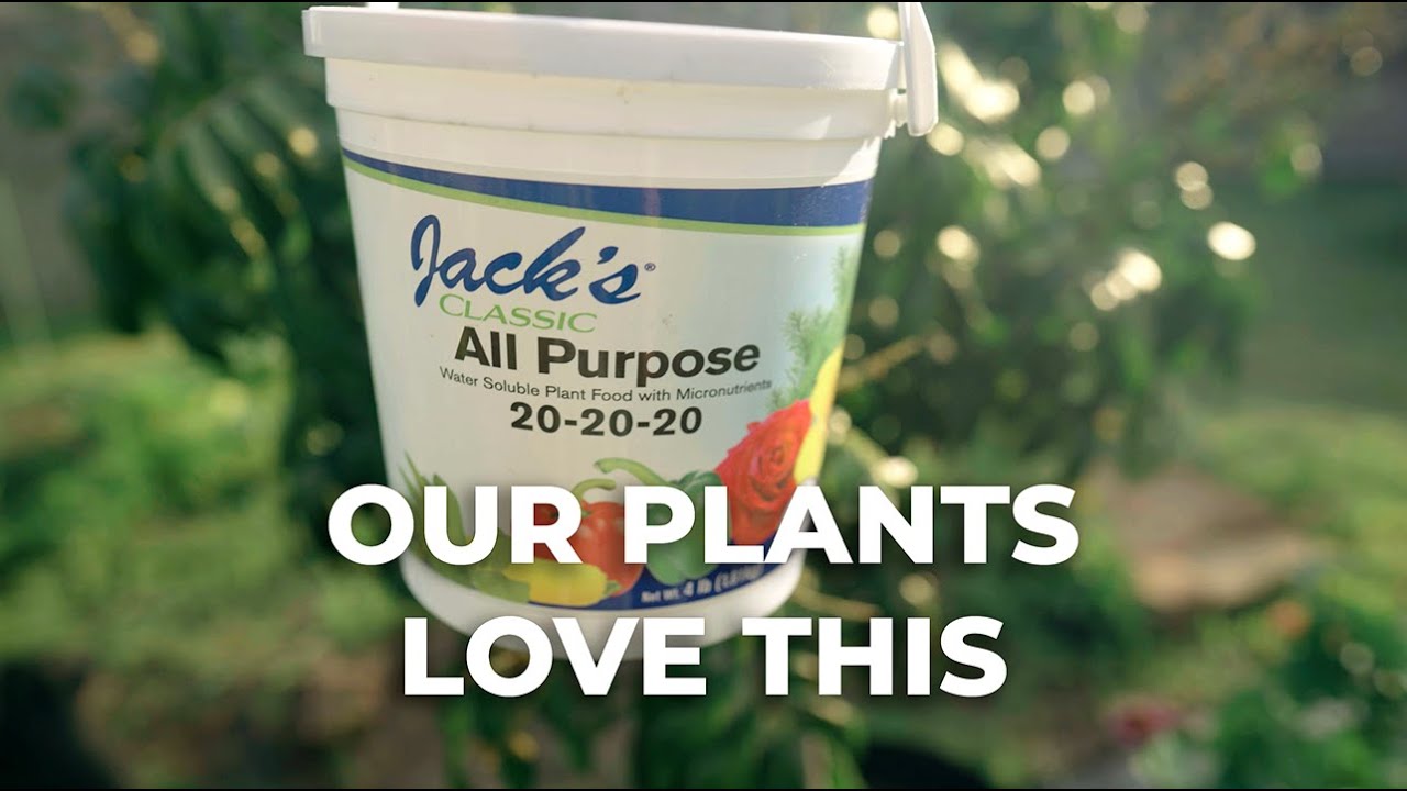 A quick review of Jack's All Purpose 20-20-20 - Our plants love this