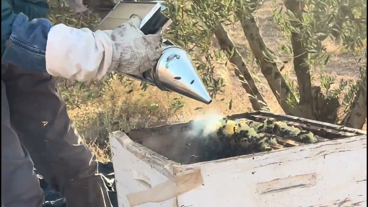 جني العسل بعد مرور اسبوع على الوقت