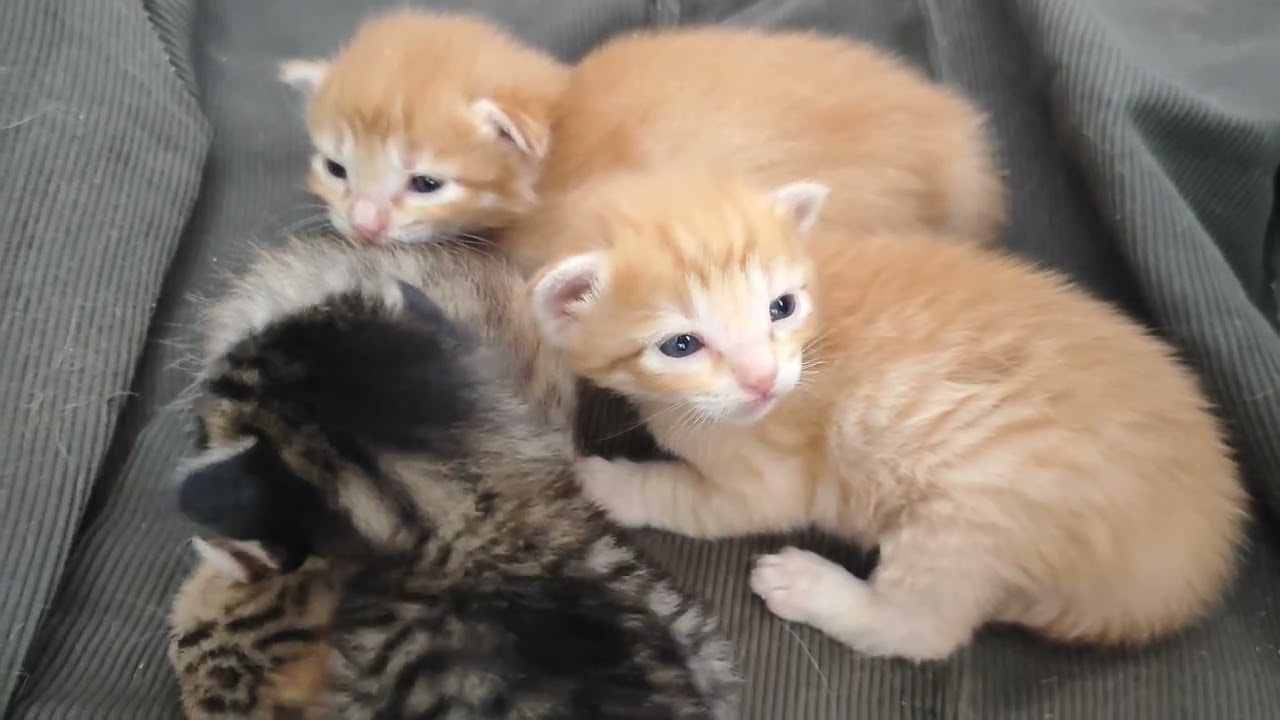  Baby kitten | small cats |✨✨