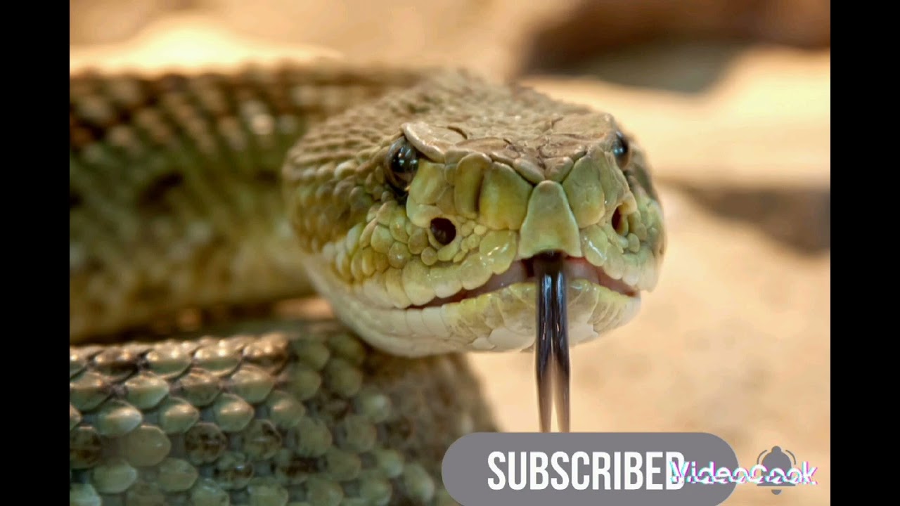 Sifflement Du Serpent