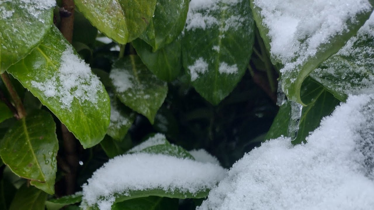 Laurowiśnia zimą w ogrodzie 