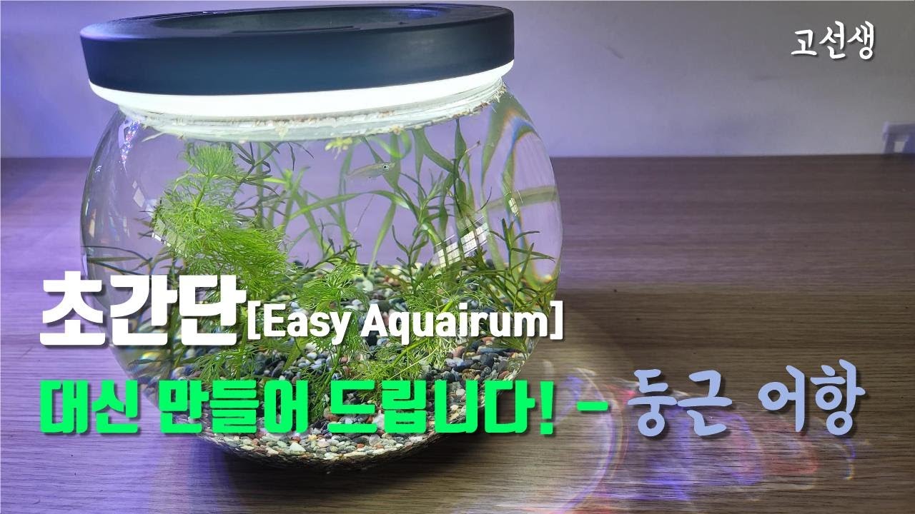 다이소에서 초간단! 어항 (Feat. 발리스네리아, 나자스말, 암브리아) .대신 만들어 드립니다 /여과기 없는/Tutorial : How to make Easy Aquarium /