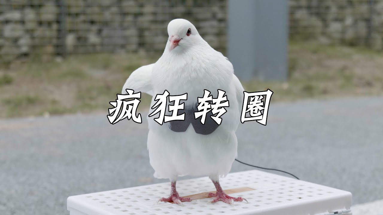 鸽子疯狂转圈，莫非你跟泰迪出自一派？