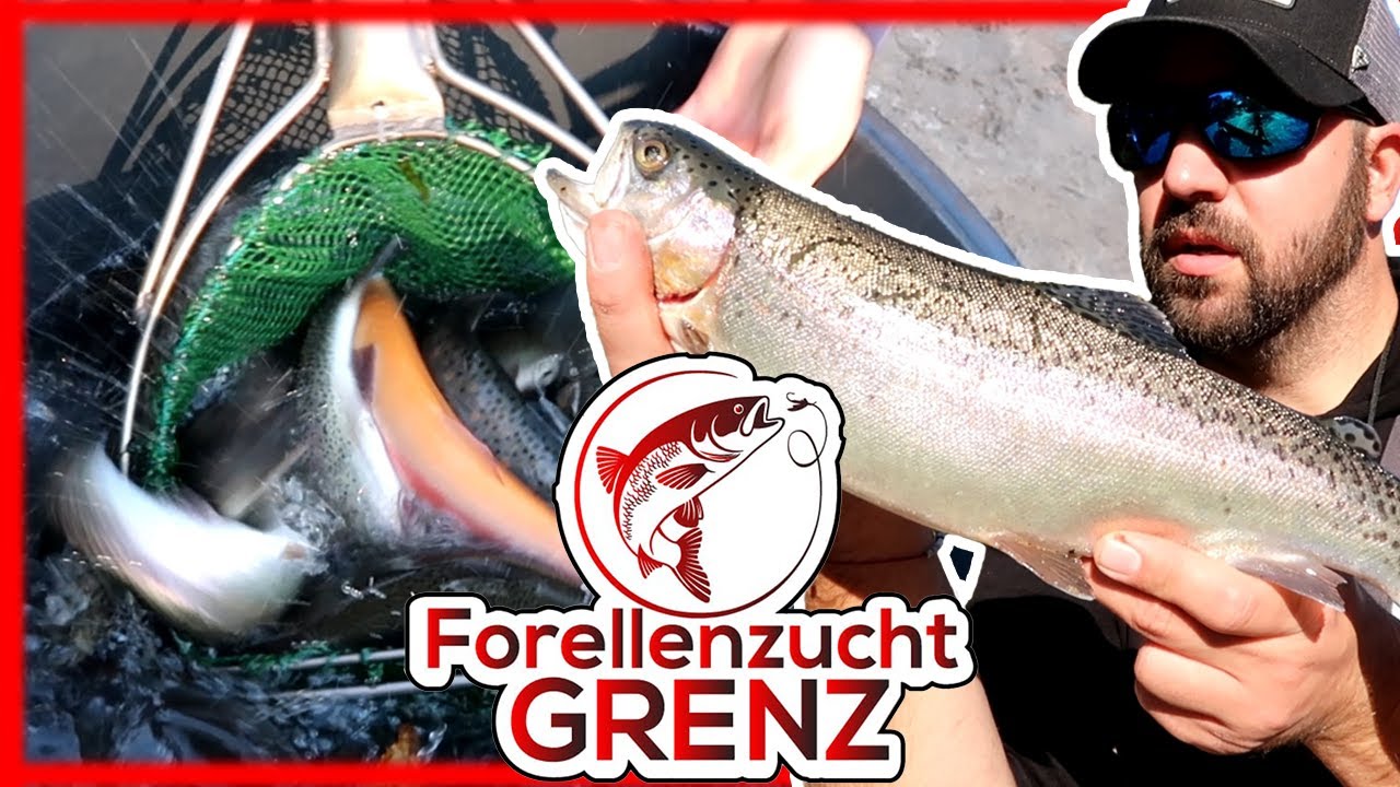 Brutal schöne Fische in der Forellenzucht Grenz, heute alles für den guten Zweck