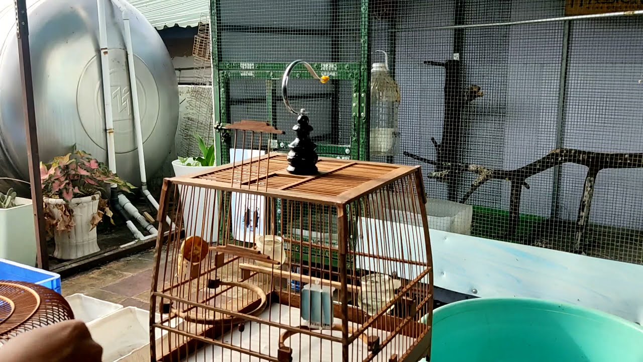 Lồng chào mào Thái đấu giá rẻ mua trên Shopee bao đẹp