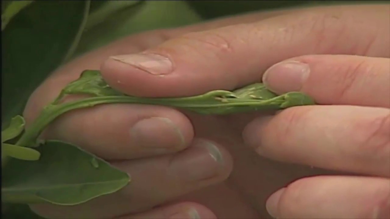 Scouting for Asian Citrus Psyllid and Citrus Greening Disease (2010)