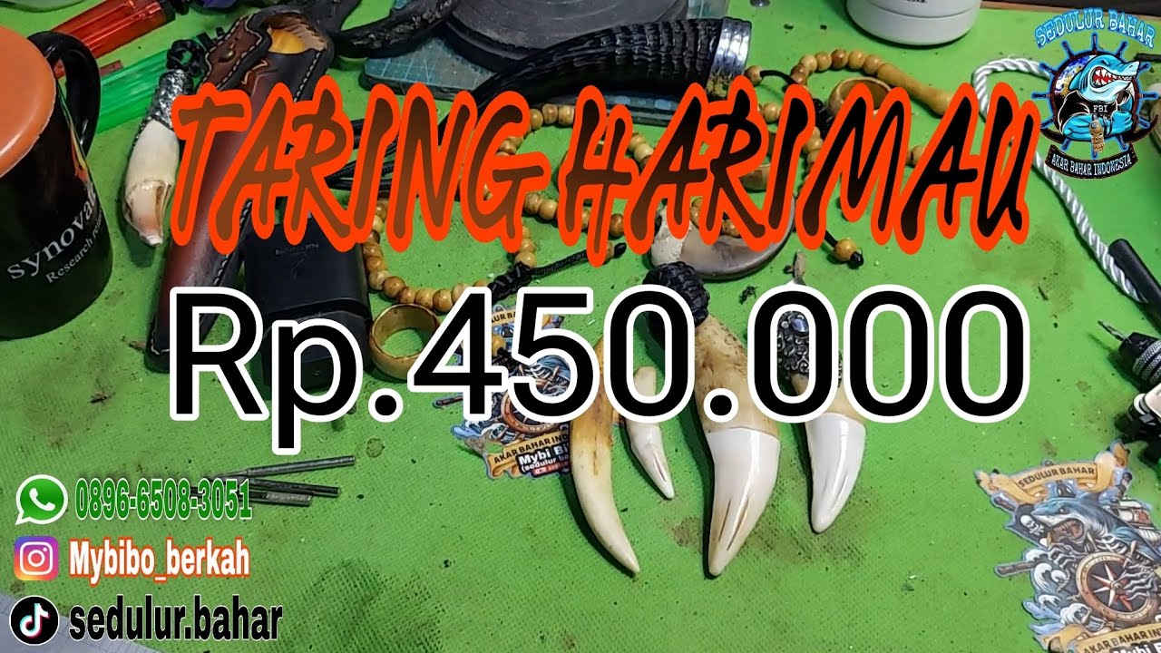 Sharing taring harimau asuuuu Asli tapi palsu
