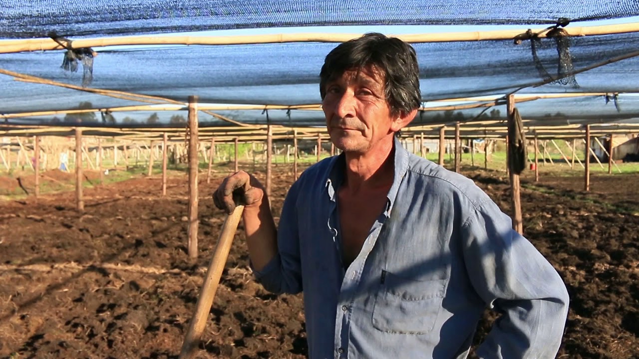 Agricultura familiar en huerta urbana | Posadas, Misiones