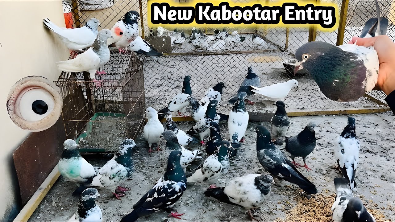 Parwaazi Chhat Par 16 Kabutar New Chhoray 💪 | Sheikhoo Pigeons Club