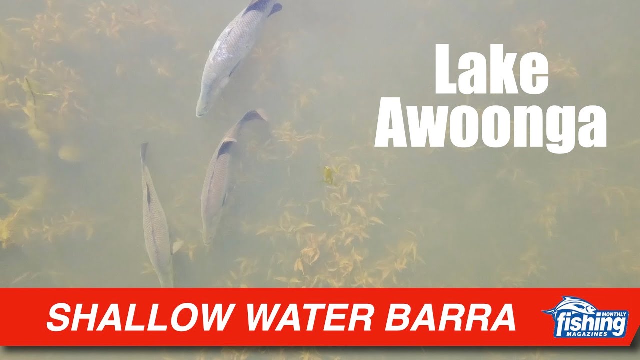 Barramundi | Awoonga barra in the shallows