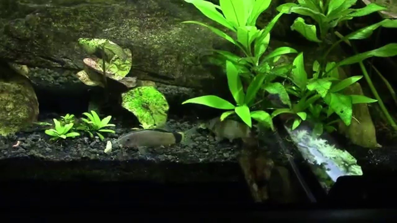 Skunk Loaches (Botia) Clicking and Clacking with Excitement.