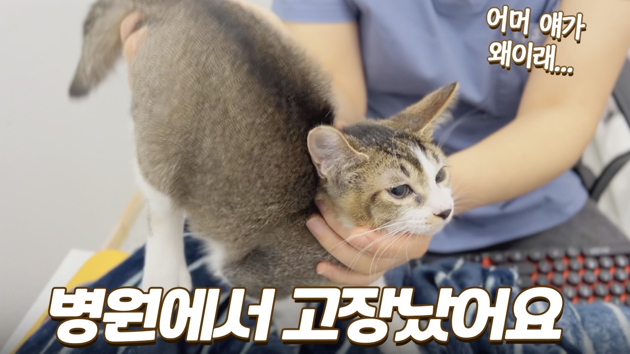 병원에서 체온 재는 아깽이의 이상한 행동 | 아가들의 첫 병원