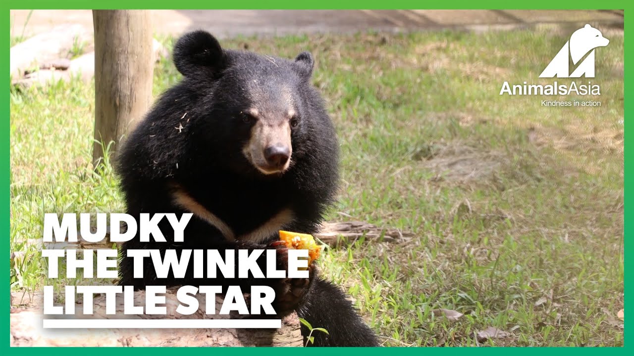 Rescued moon bear cub Mudkey, one year on