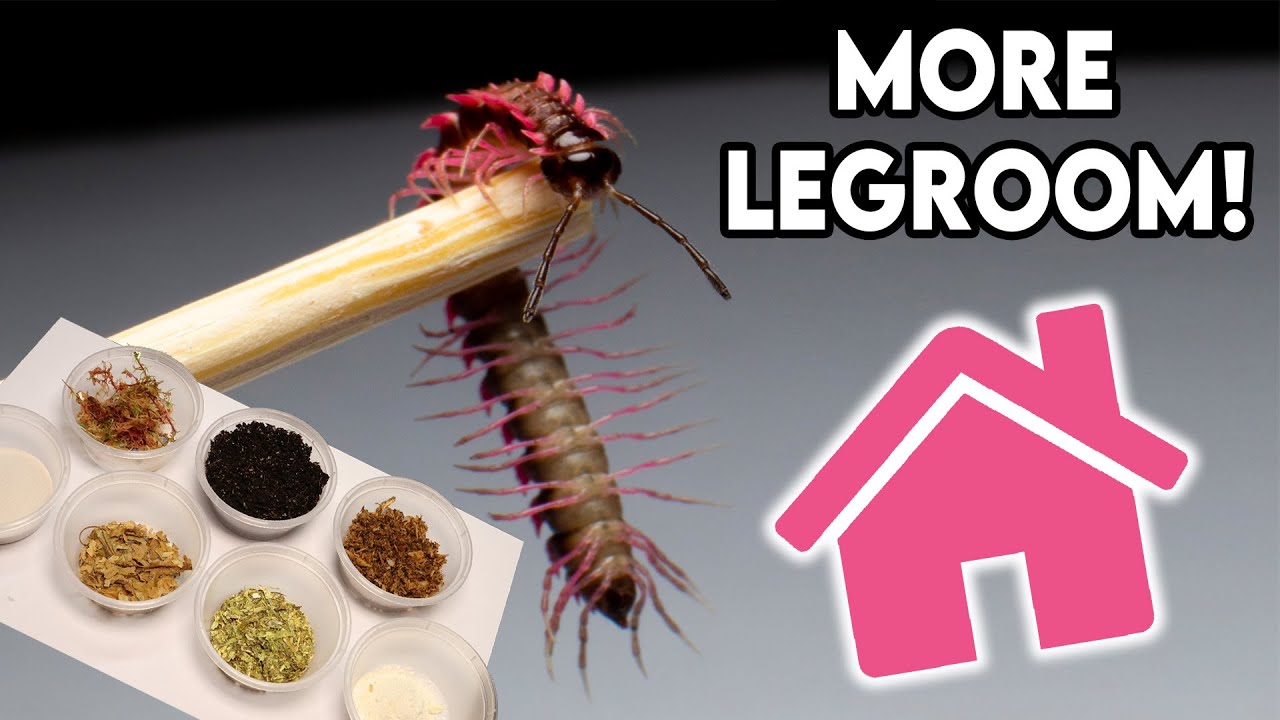 Creating my Pink Dragon Millipedes home [DESIGN]