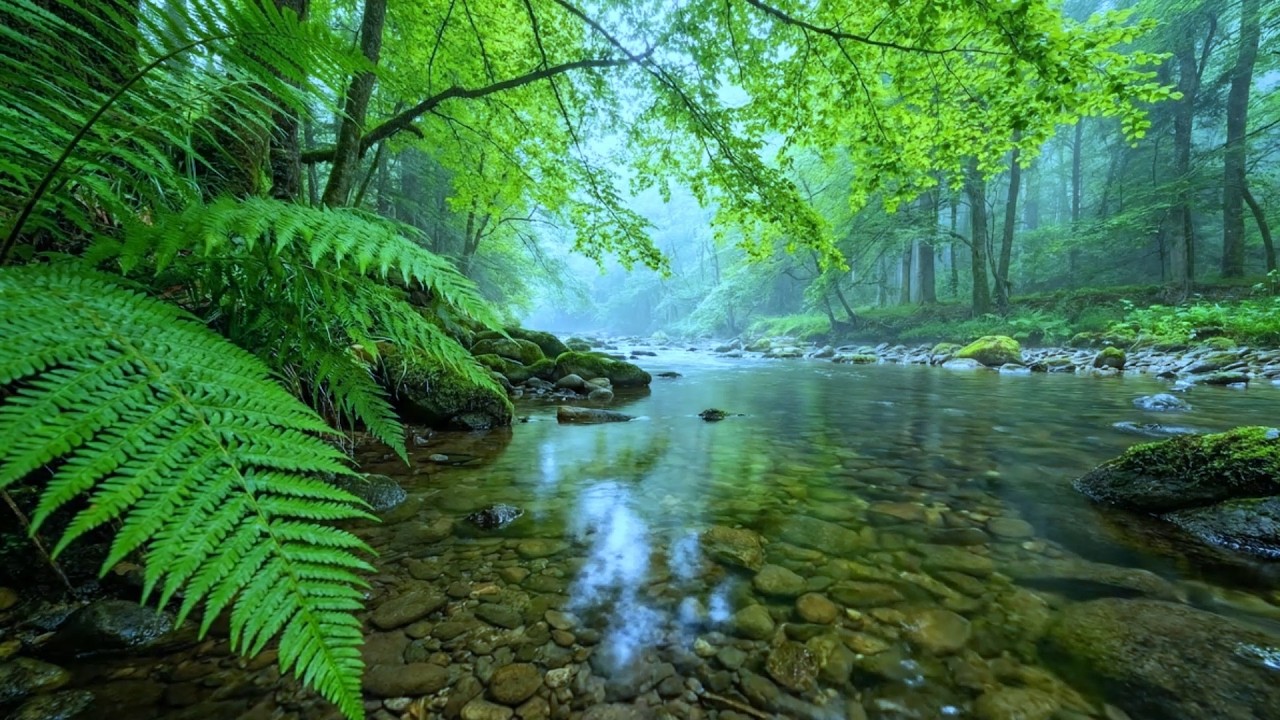 Calming Forest Ambience 🌿 Beautiful Stream Sounds, Bird Song, Nature Relaxation, ASMR, Mind Heal